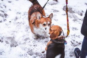 2 dogs meeting